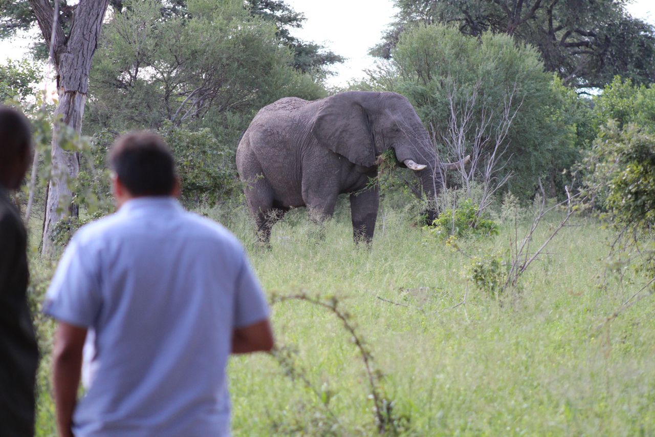 Walking past an elephant